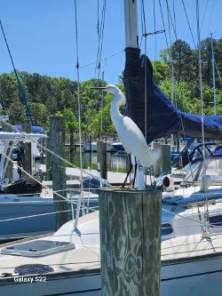 Great egret at the marina — Chesapeake Bay